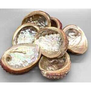 (pack of 12) 3-4" Abalone Shell incense burner