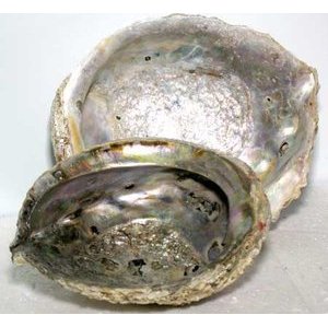 5"-6" Abalone Shell Incense Burner