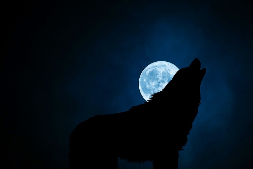 wolf howl spelling